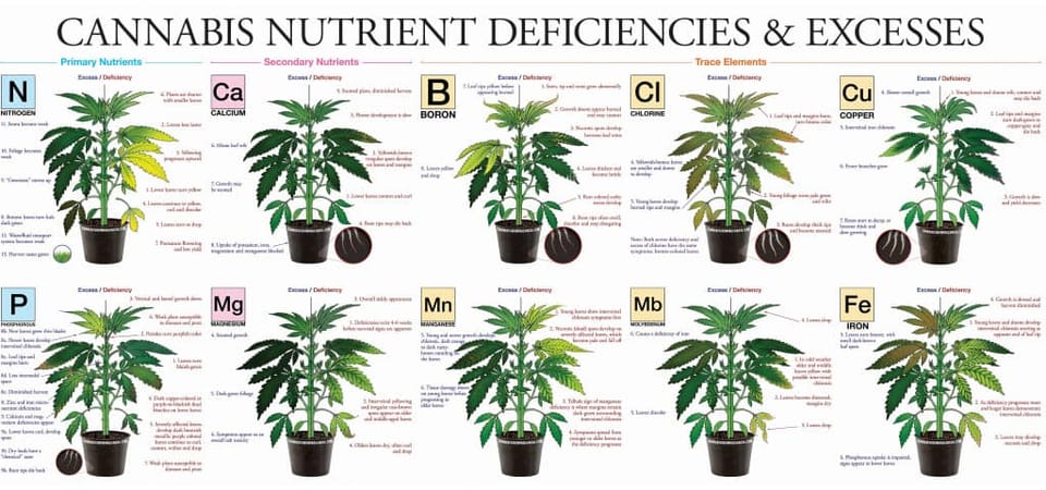 Diagnose and Fix Cannabis Nutrient Deficiency
